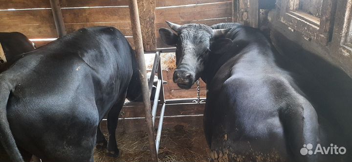 Быки Тёлки на мясо