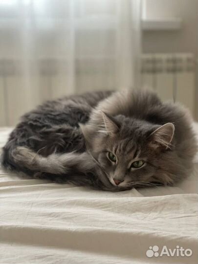 Сибирский кот