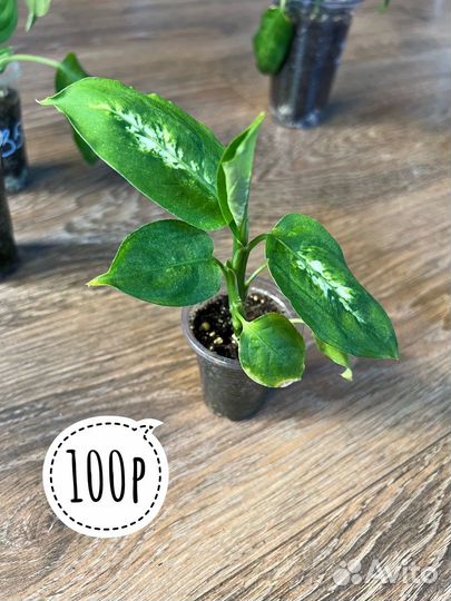 Диффенбахия