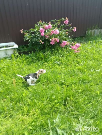 Щенки бигль