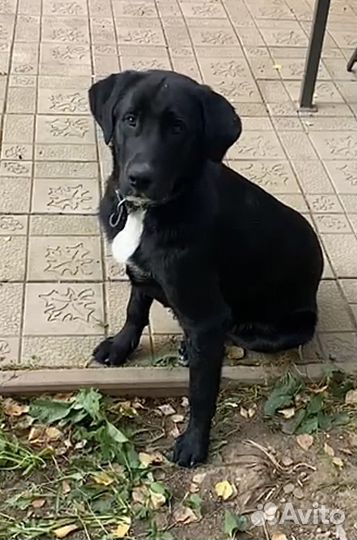 Лабрадор в добрые руки