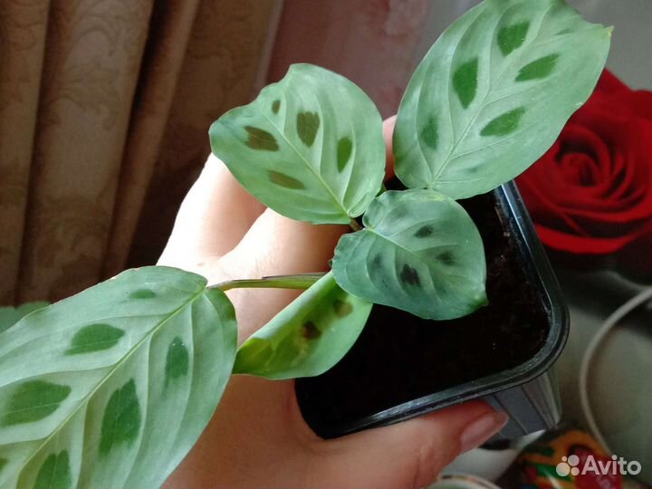 Маранта Триколор Хлорофитум Кордилина