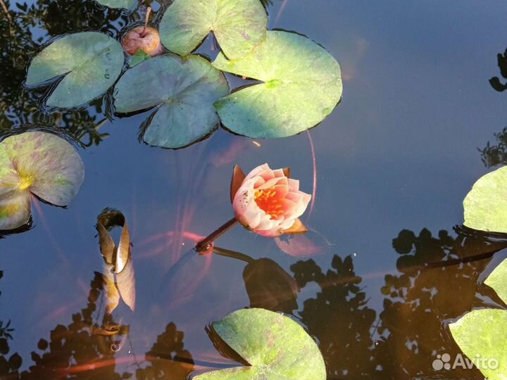 Водяные Лилии, Кувшинки, Нимфеи