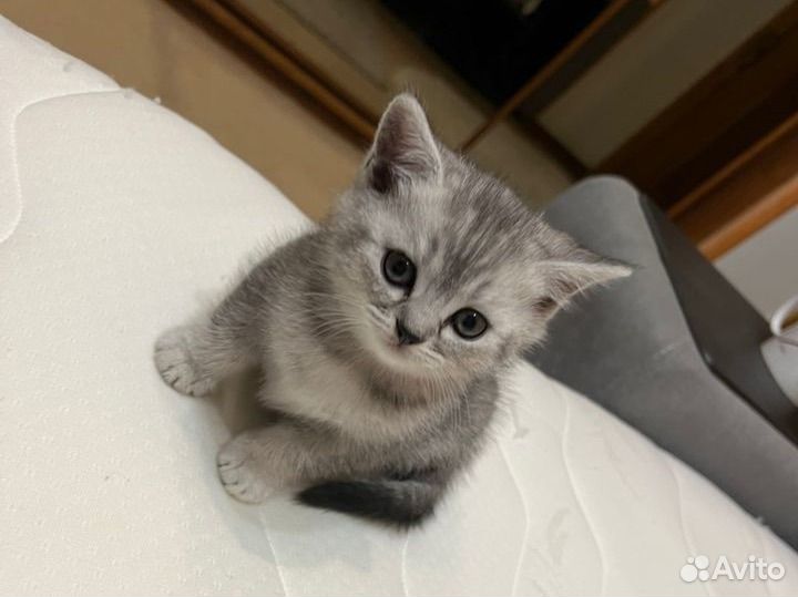 Шотландские котята
