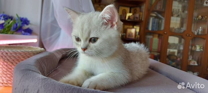 Замурчательный котенок, британский короткошерстный