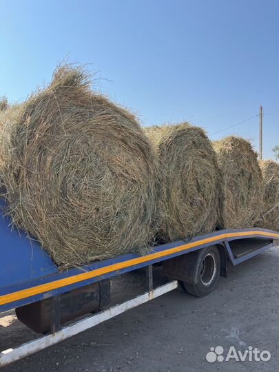 Сено в рулонах с доставкой