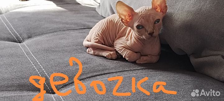 Канадский сфинкс котенок