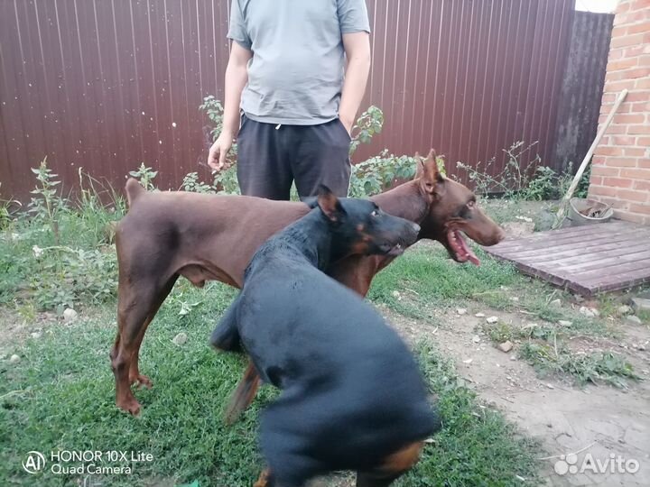 Продаются девочки добермана