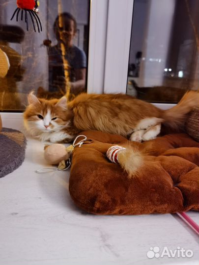 Котик в добрые руки