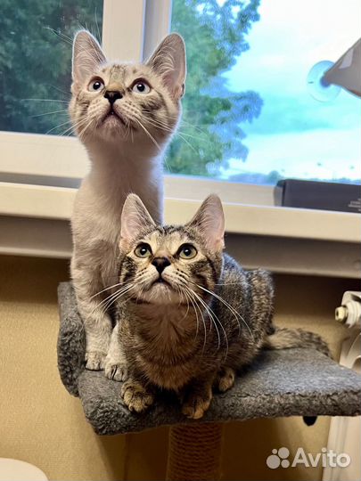 Котята ищут дом