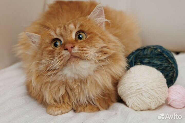 Передержка кошек