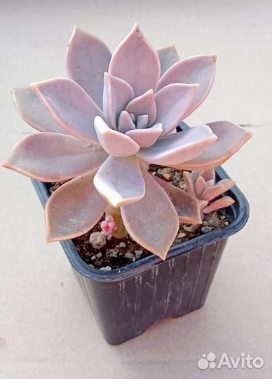 Суккуленты 1