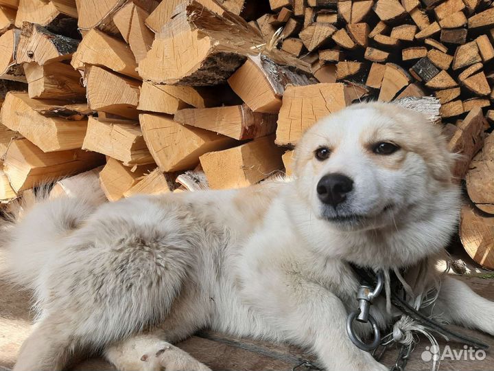 Щенок от маленькой собаки