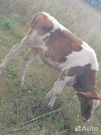 Коровы быки телки