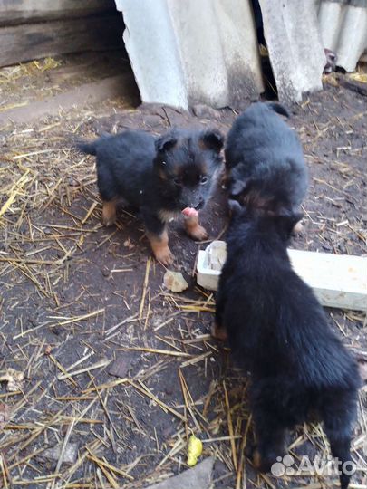 Продаются щенки немецкой овчарки чистокровные