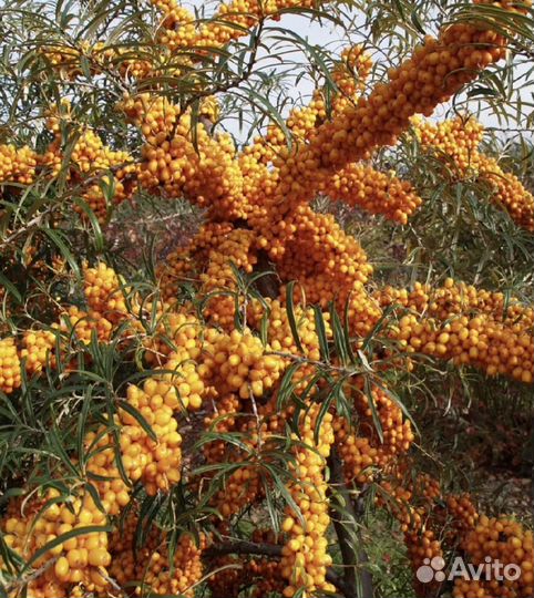 Облепиха свежая