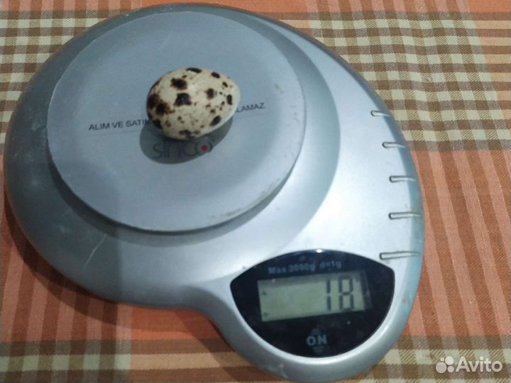 Яйца перепелиные домашние