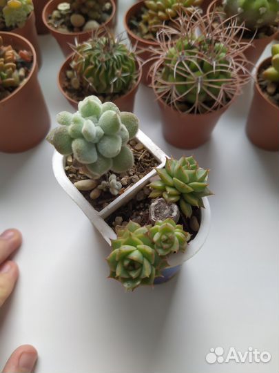 Суккуленты