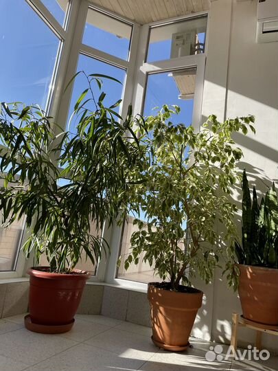 Огромные фикусы Бенджамина и Али