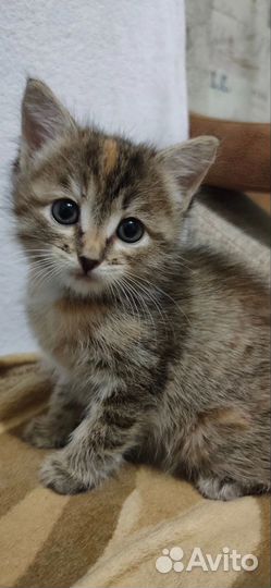 Кошка в дар бесплатно