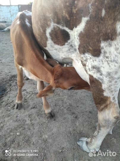 Корова дойная с теленком
