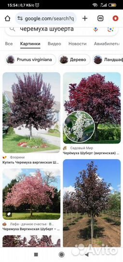 Декоративные деревья и кустарники