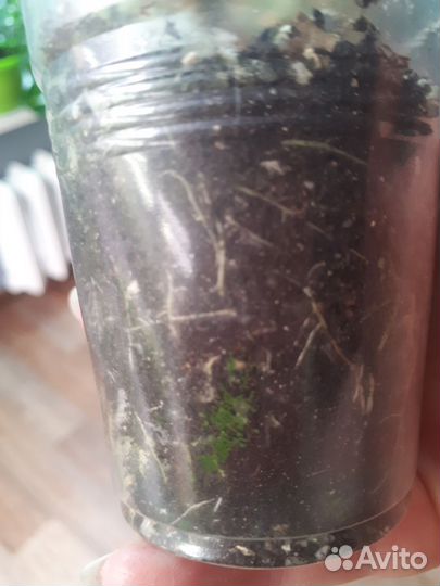 Кактус, суккуленты, хавортия, эчеверия