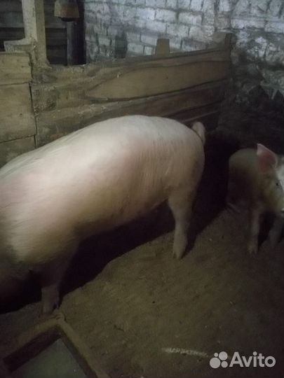 Поросенок ландрас