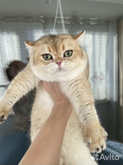 Золотой британец котик