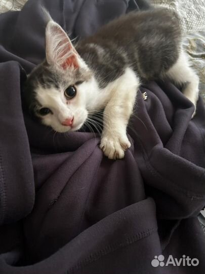 Котята мейн-кун