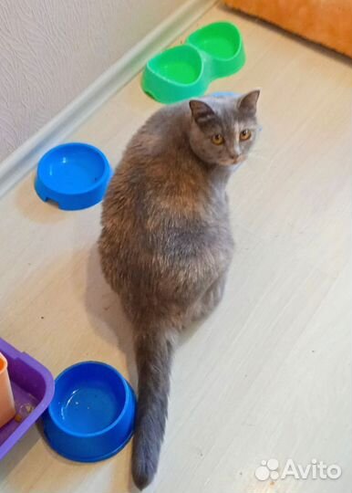 Кошка Плюшка)