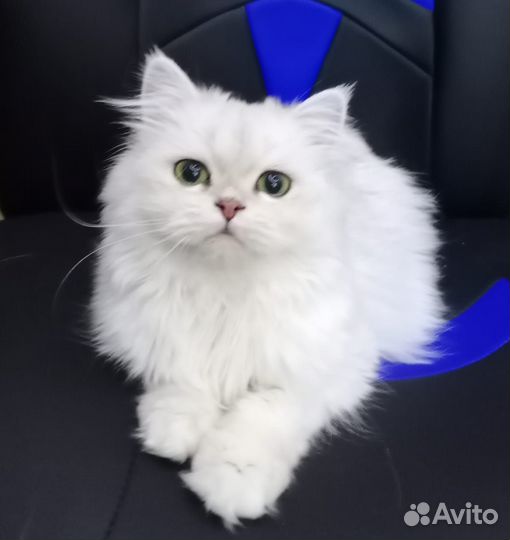 Шотландская кошка