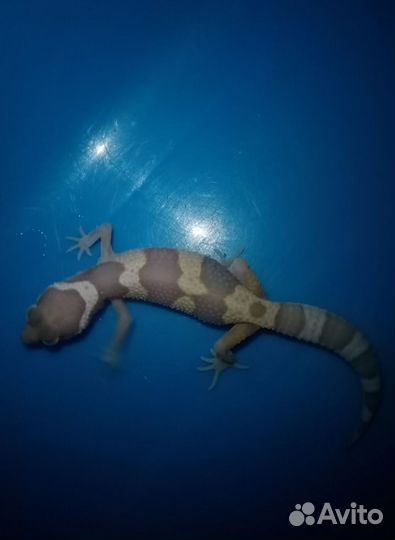 Эублефар малыши