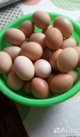 Перепелиные и куриные яйца