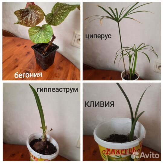 Кливия,гиппеаструм (цветы красные),кливия