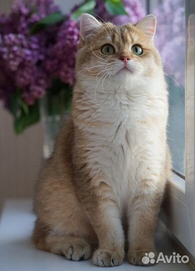 Золотой британский котик