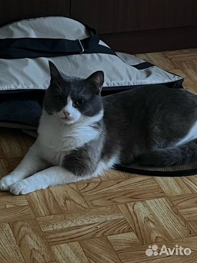 Кот в хорошие руки
