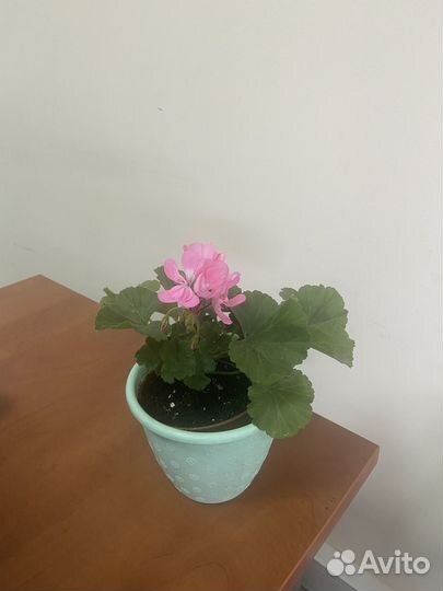 Комнатные цветы в хорошие руки