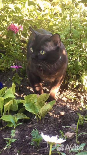 Коты на вязку