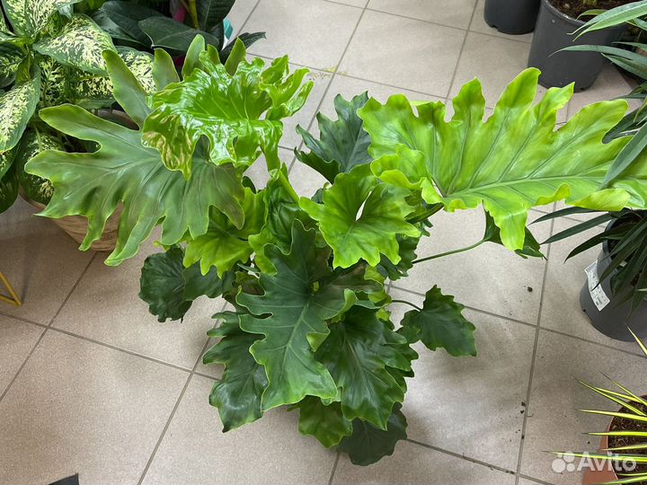 Филодендрон