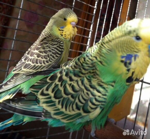 Выставочные волнистые (чехи) птенцы