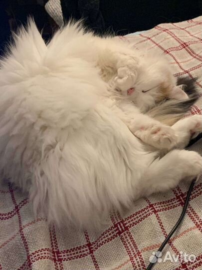 Кошка пушистая