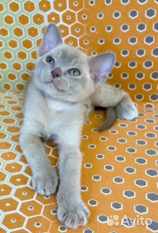 Бурма, самая ласковая кошка с характером собаки объявление продам