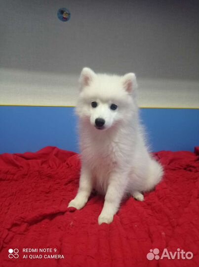 Японский шпиц