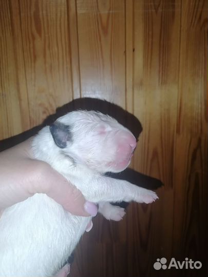 Стандартный бультерьер