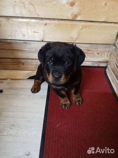 Щенок ротвейлера