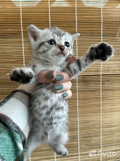 Британские котята