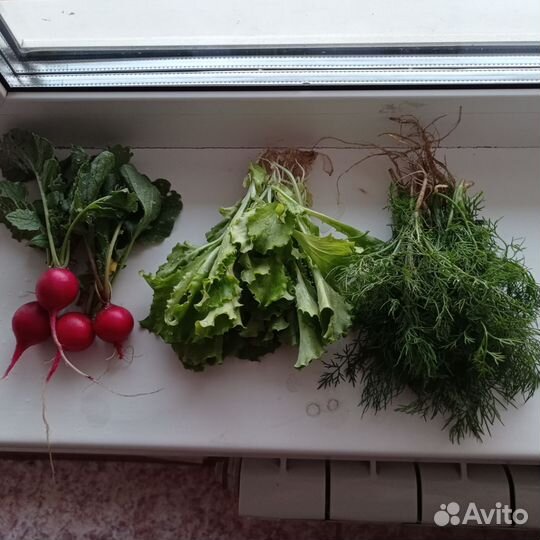 Свежая зелень