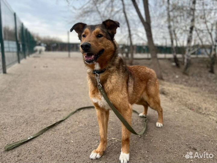 Лобзик ищет теплый дом