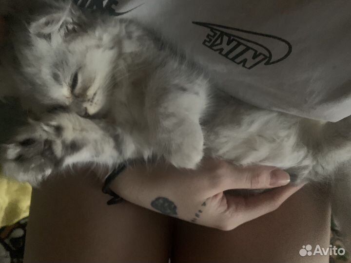 Вислоухие котята
